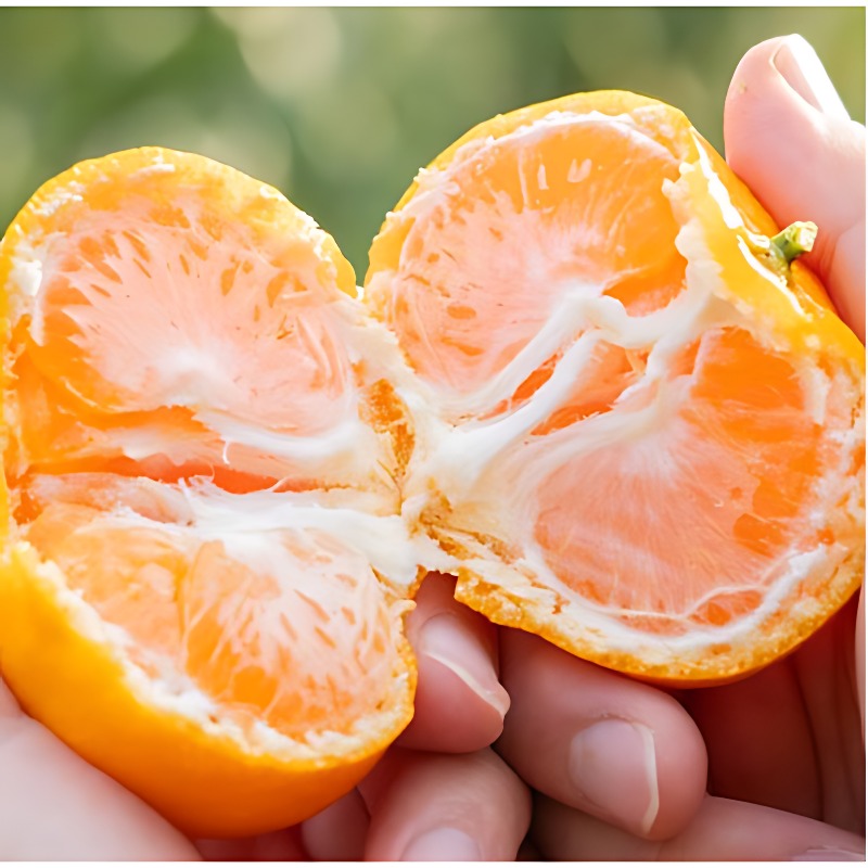극조생 감귤 햇귤 5kg 혼합과 처음 주문하시나요? 꼭 알아둘 용어와 선택 팁 5