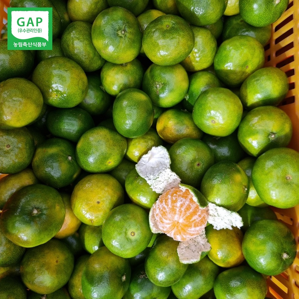 산들에담다 GAP 노지 감귤, 특품 로얄과 10kg 실구매 전 짚어볼 세 가지 기준 3