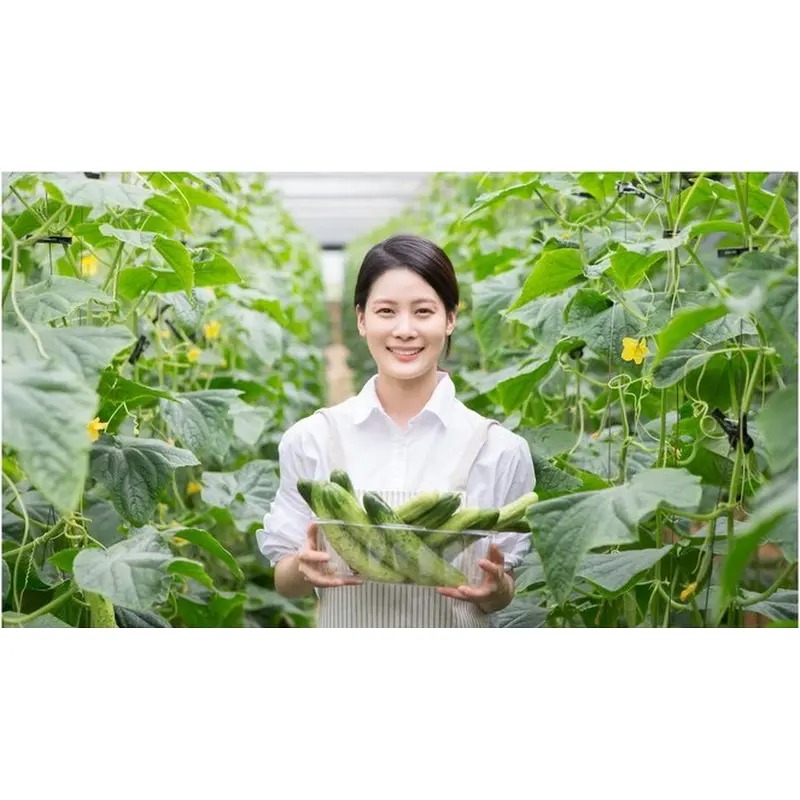 하루농가 애호박 식비 부담을 줄여주는 규격과 보관 기준을 살펴봅니다 5