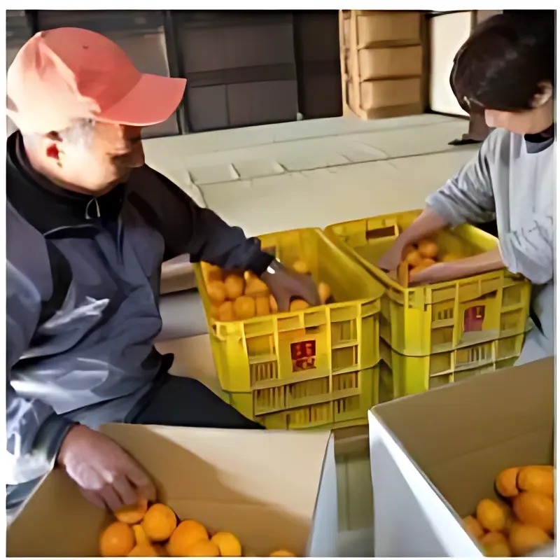 제주 감귤 5kg 중과 특품 박스를 직접 살펴보고 확인한 핵심 정보 4