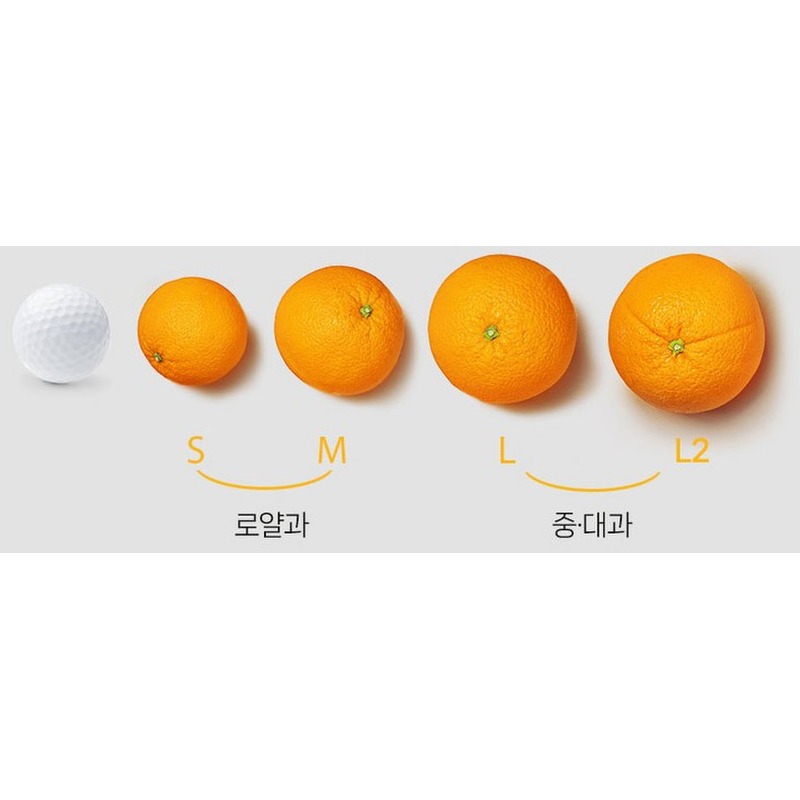 제주 극조생 감귤 10kg 알뜰하게 쟁여두는 꿀팁 전해드려요 5