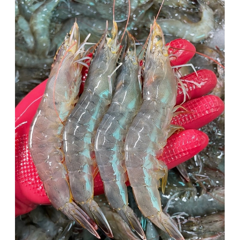 통영 횟감 활새우 1kg 주문 전 실패 줄이는 체크 포인트 3