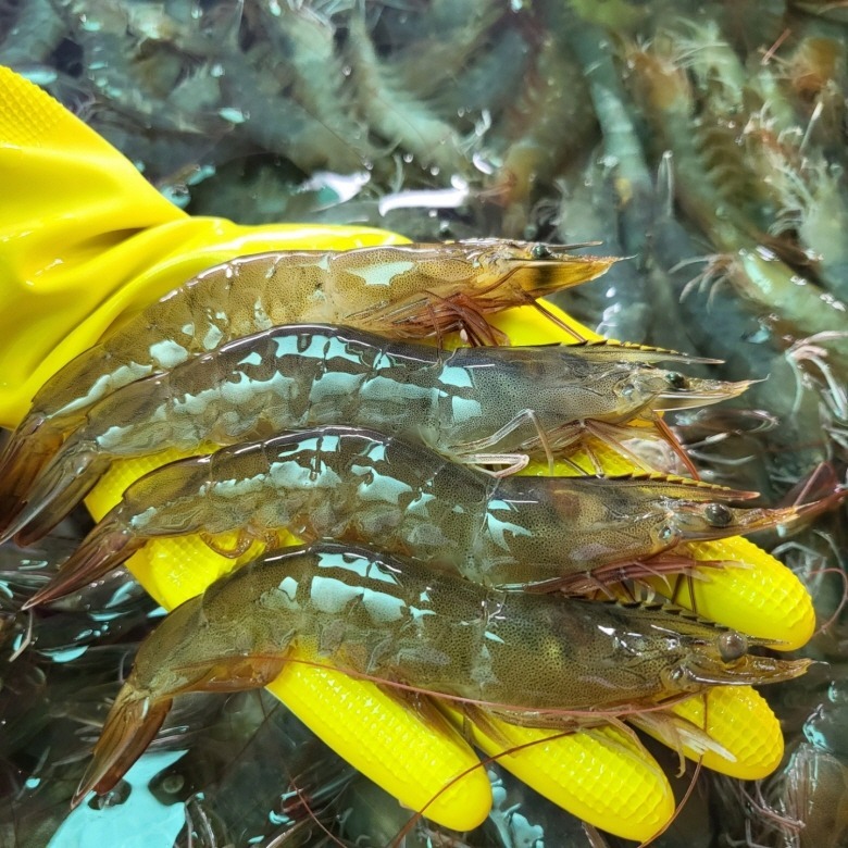 국내산 횟감 활 흰다리새우 1kg, 16,600원에 사기 전 확인할 것들 2