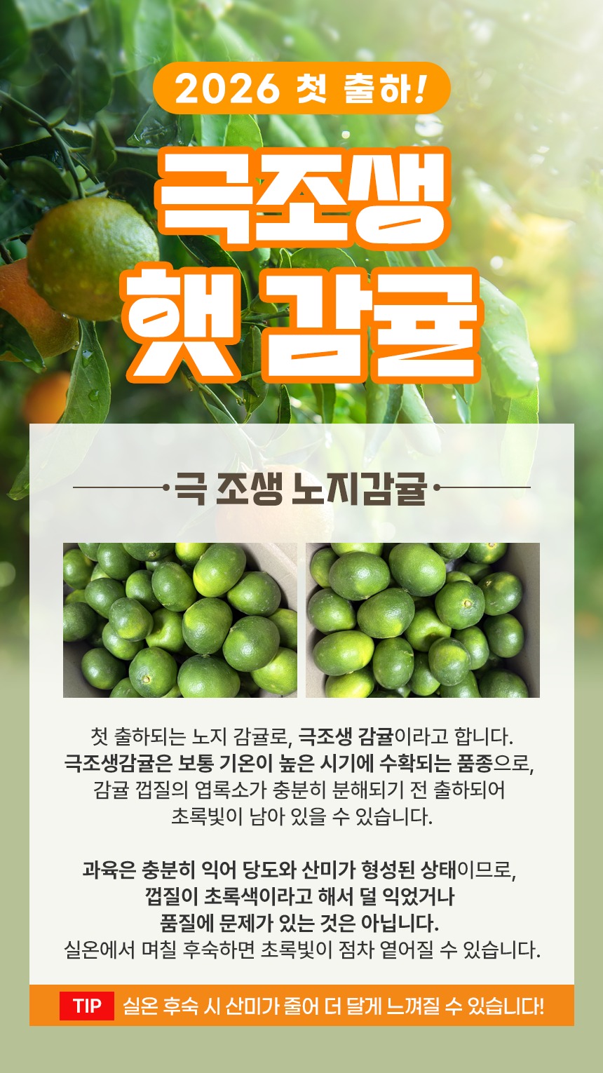 제주 극조생 감귤, 소중한 분들과 넉넉하게 나누는 가을 첫 선물 5