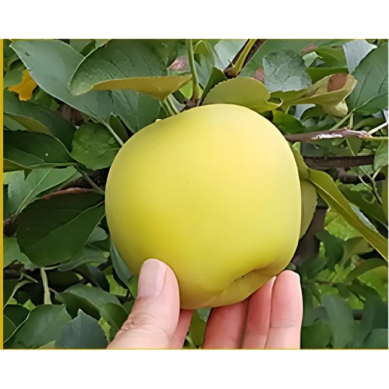 시나노골드사과 특품 5kg 1박스, 직접 깎아 먹어보고 남기는 솔직 30초 요약 5