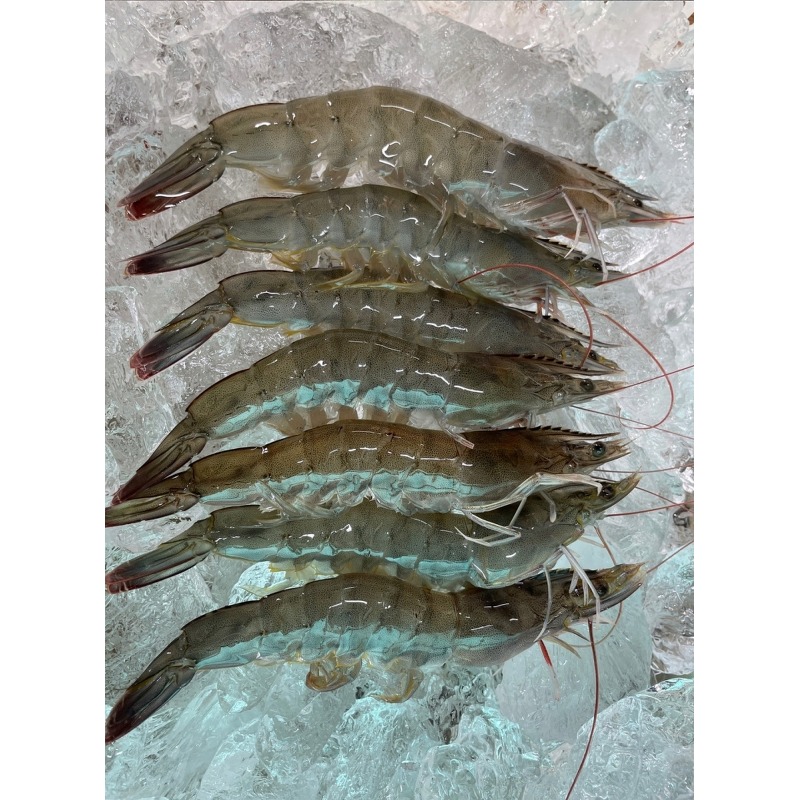 통영 횟감 활새우 1kg 주문 전 실패 줄이는 체크 포인트 5