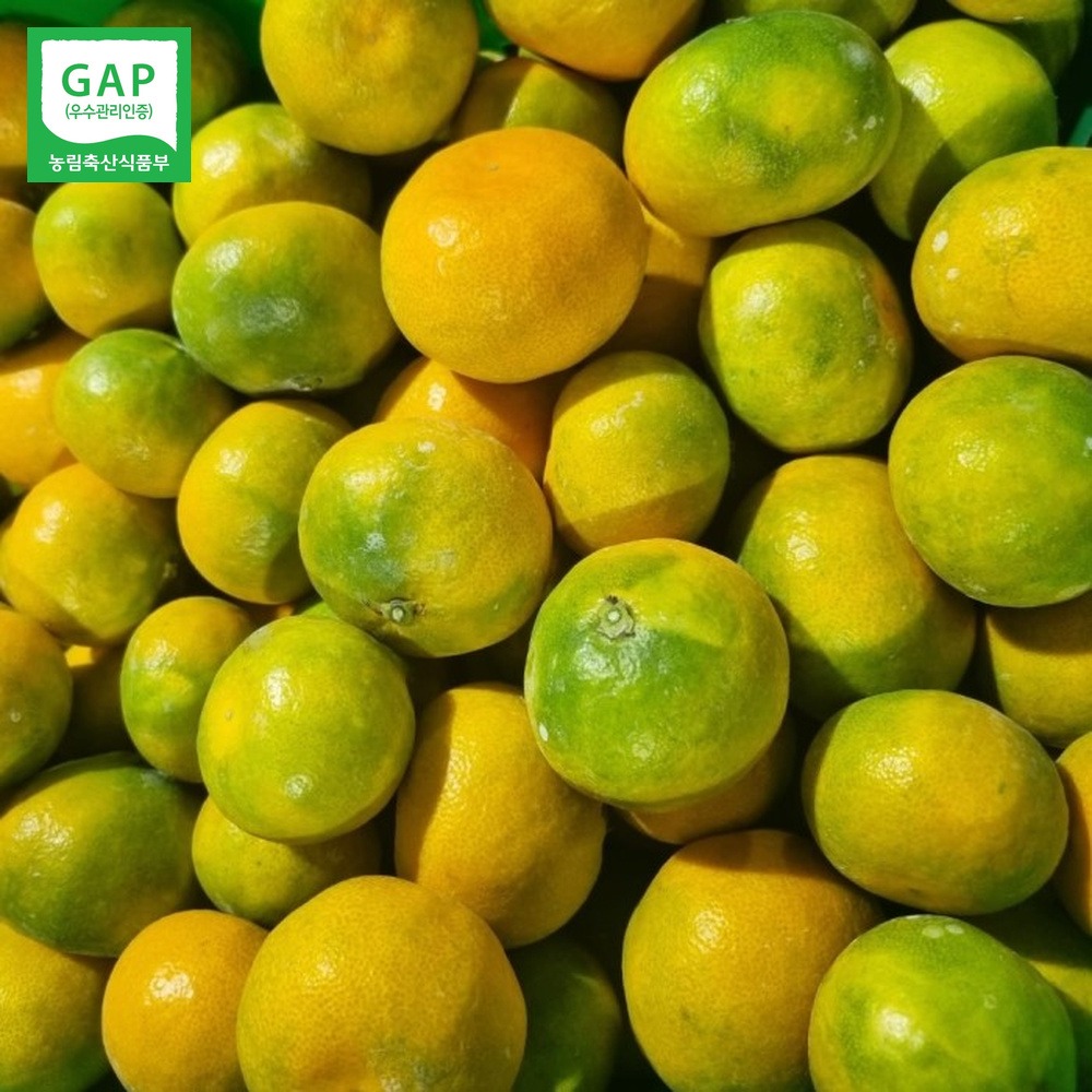 산들에담다 GAP 노지 감귤, 특품 로얄과 10kg 실구매 전 짚어볼 세 가지 기준 5