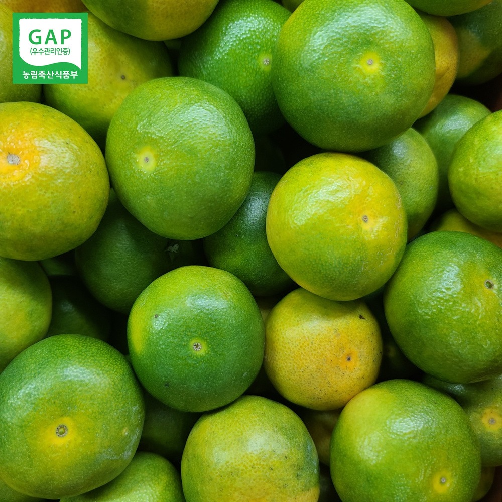 산들에담다 GAP 노지 감귤, 특품 로얄과 10kg 실구매 전 짚어볼 세 가지 기준 2