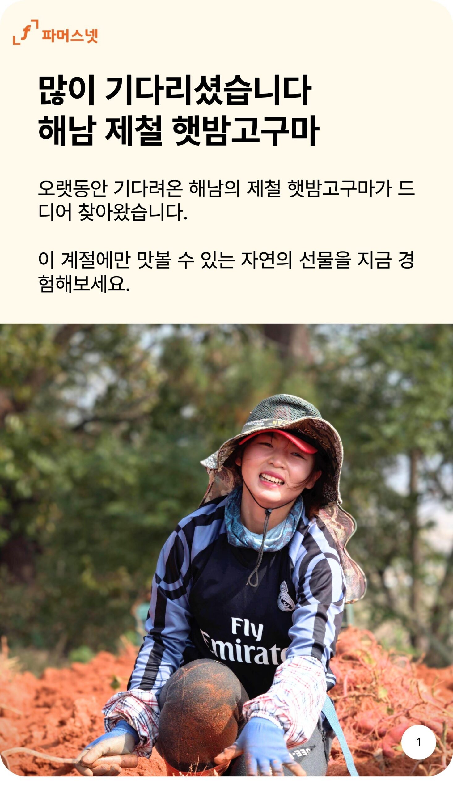 파머스넷 해남 햇 밤고구마 5kg 알뜰하게 고르는 기준 2