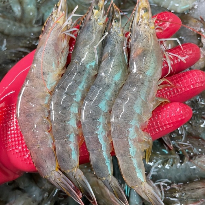 국내산 횟감 활 흰다리새우 1kg, 16,600원에 사기 전 확인할 것들 1