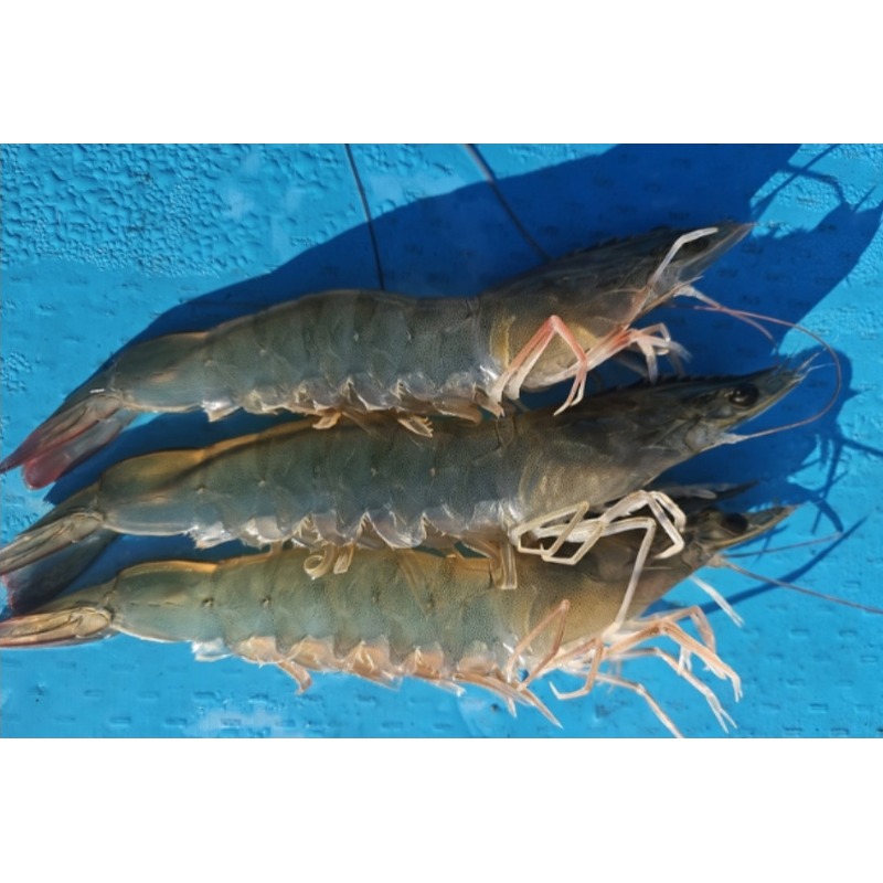 국내산 횟감 활 흰다리새우 1kg, 16,600원에 사기 전 확인할 것들 3
