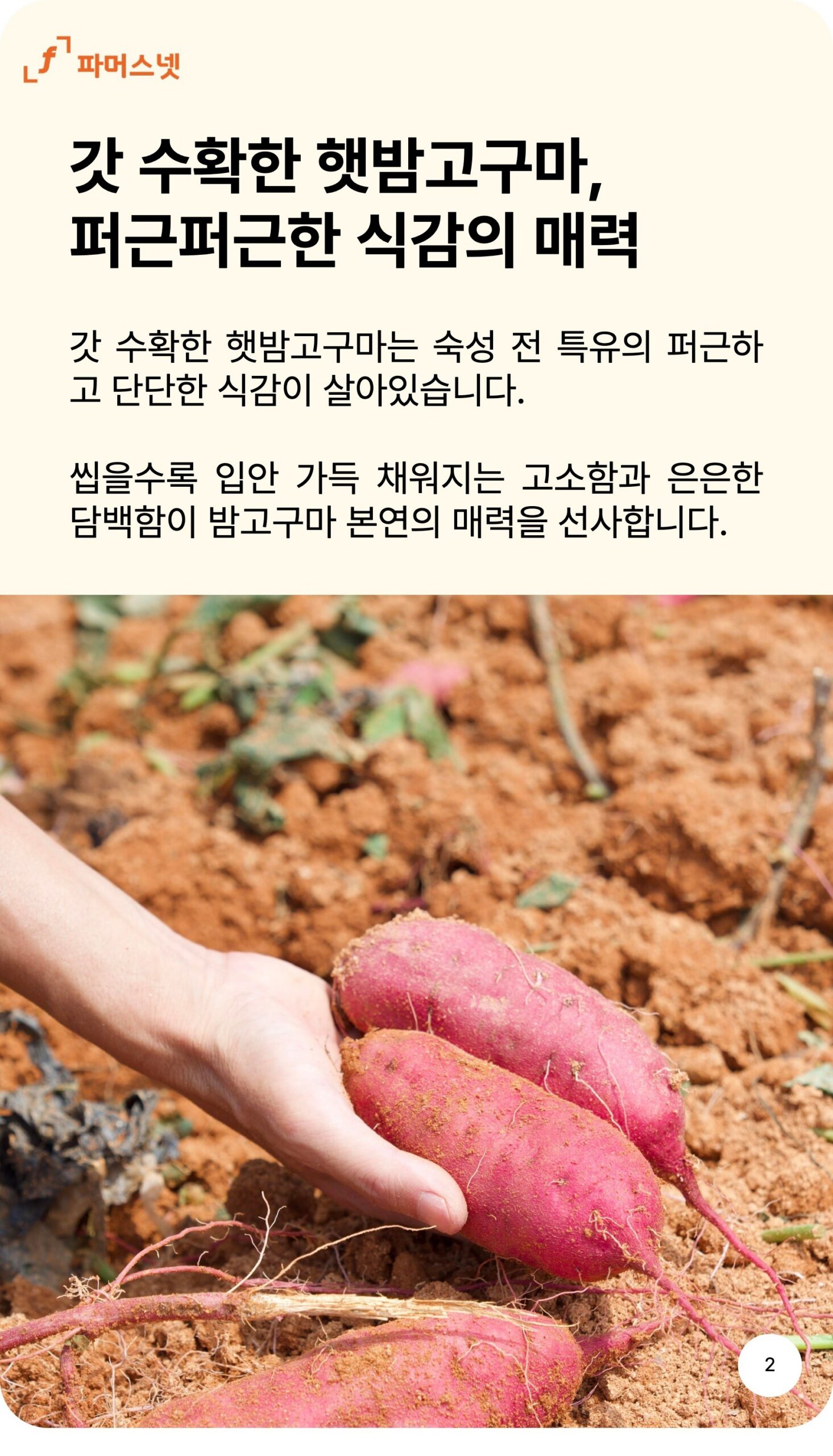 파머스넷 해남 햇 밤고구마 5kg 알뜰하게 고르는 기준 3