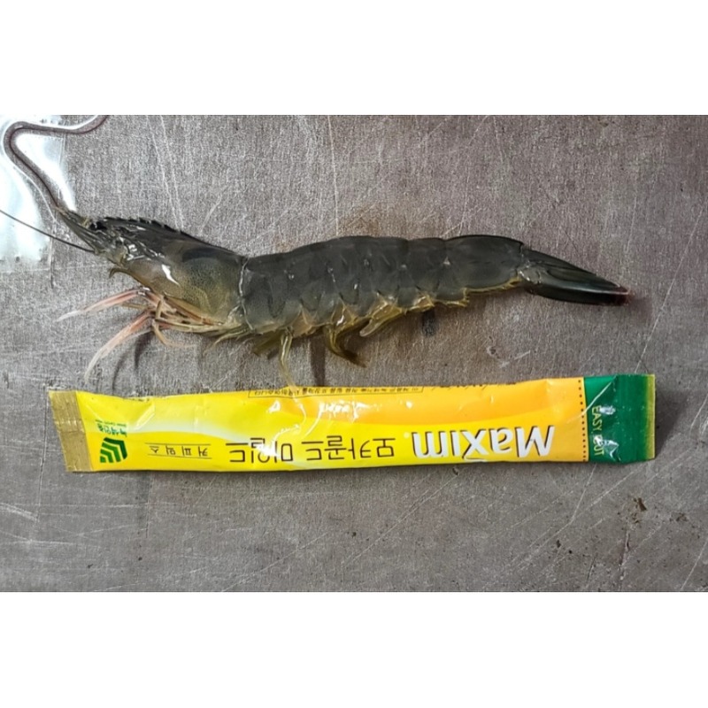 국내산 횟감 활 흰다리새우 1kg, 16,600원에 사기 전 확인할 것들 4