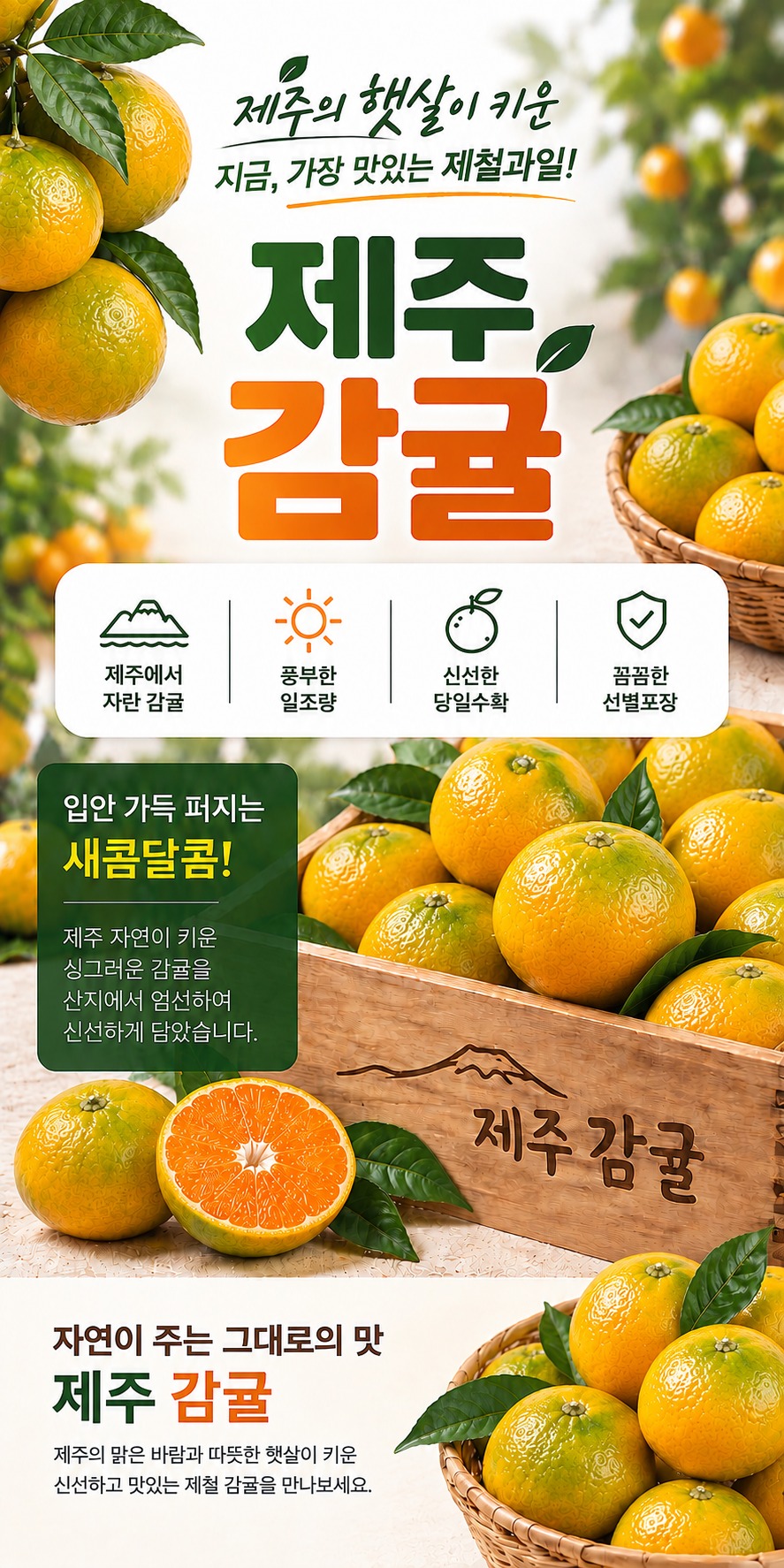 14Brix 초고당도 제주 감귤, 5kg 고르기 전 뭘 볼까요? 5